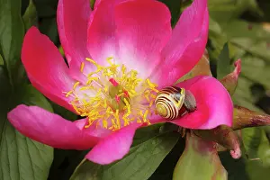Paeonia: Peony