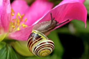 Paeonia: Peony