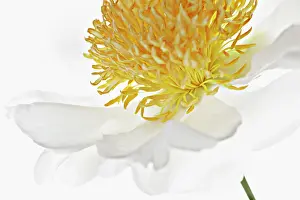 Paeonia: Peony