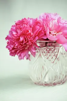 Paeonia: Peony
