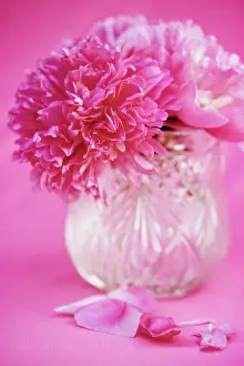 Paeonia: Peony
