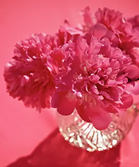 Triple: Peony