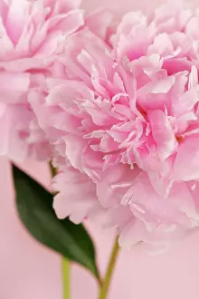 Opulent: Peony