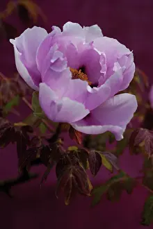 Sensational: Peony