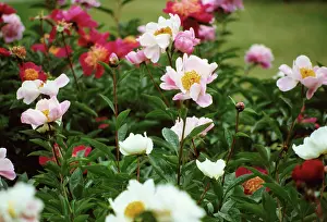 Paeonia: Peony