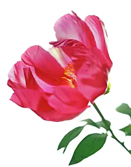 Paeonia: Peony