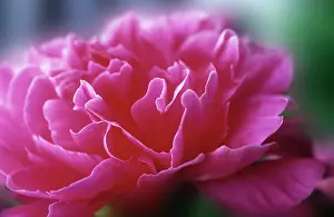 Layers: Peony
