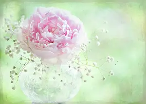 Paeonia: Peony