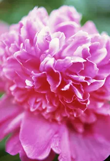 Barbara: Peony