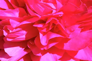 Paeonia: Peony, Paeonia cultivar, Pink subject