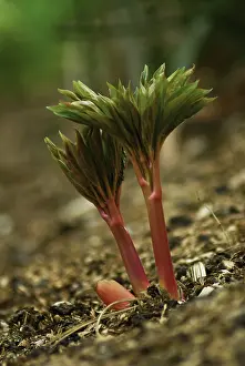 Flame: Peony