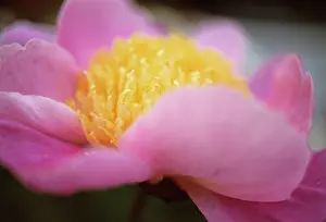 Splendid: Peony