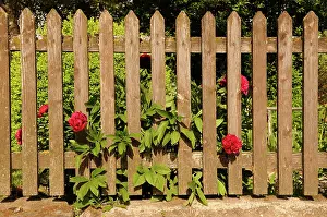 Resourceful: Peony