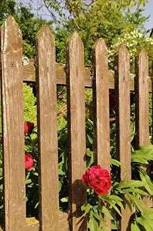 Resourceful: Peony