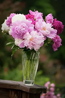 Lactiflora: Peony