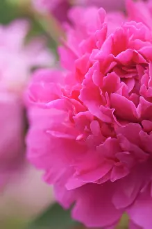 Lactiflora: Peony