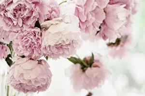 Lactiflora: Peony