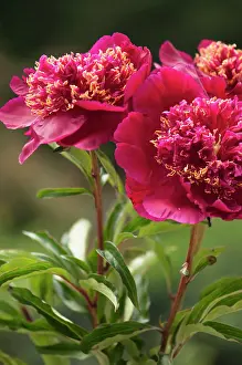 Lactiflora: Peony