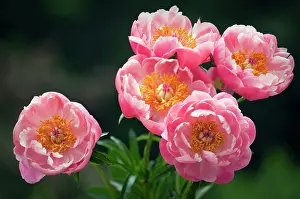 Lactiflora: Peony