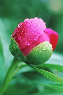 Lactiflora: Peony
