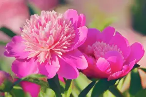 Lactiflora: Peony