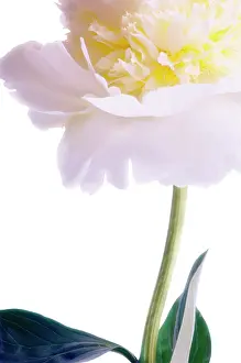 Optimism: Peony