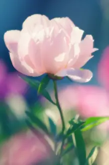 Lactiflora: Peony