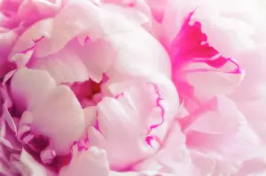 Paeonia: Peony