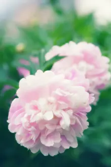 Paeonia: Peony