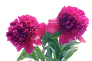 Paeonia: Peony