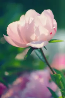 Paeonia: Peony