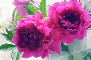 Paeonia: Peony