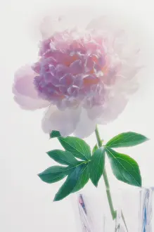 Paeonia: Peony