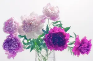 Paeonia: Peony