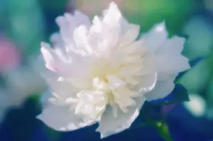 Paeonia: Peony