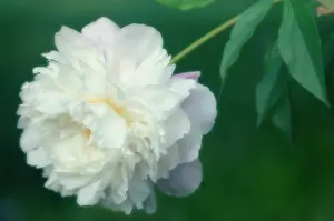 Paeonia: Peony