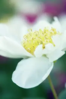 Paeonia: Peony