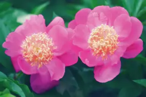 Paeonia: Peony