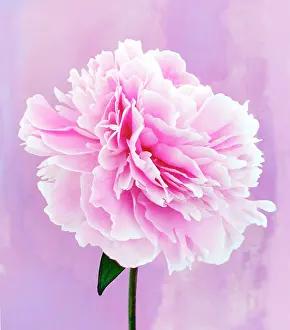 Paeonia: Peony