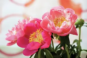 Paeonia: Peony