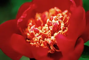 Splendid: Peony