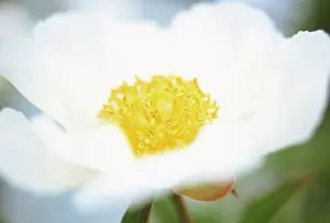 Splendid: Peony
