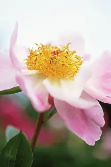 Mischief: Peony