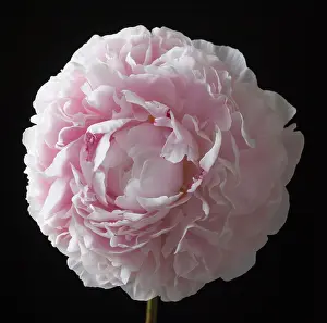 Opulent: Peony