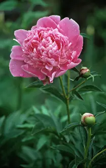 Sarah: Peony