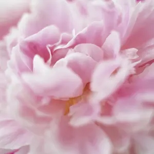 Sarah: Peony