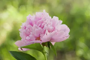 Sarah: Peony