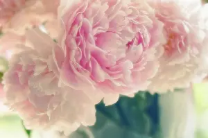Sarah: Peony