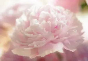 Paeonia: Peony