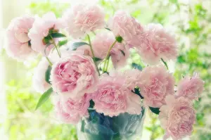 Paeonia: Peony